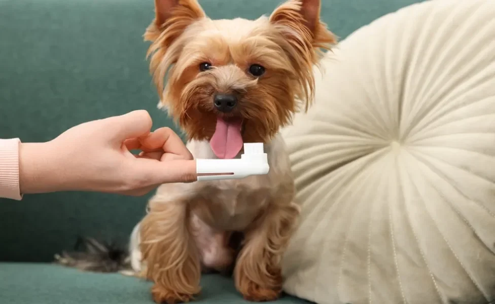 homem escovando o dente do cachorro