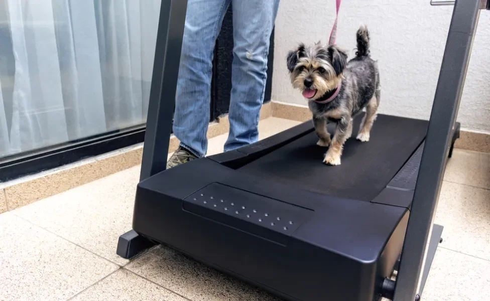 Cãozinho andando na esteira para cachorro