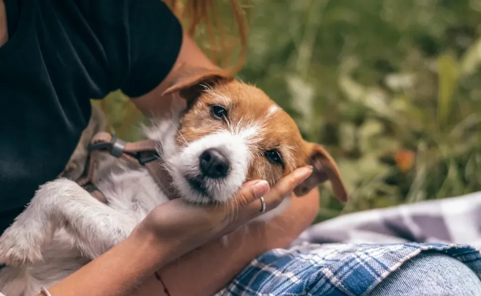 cachorro jack russell no colo de homem recebendo carinho