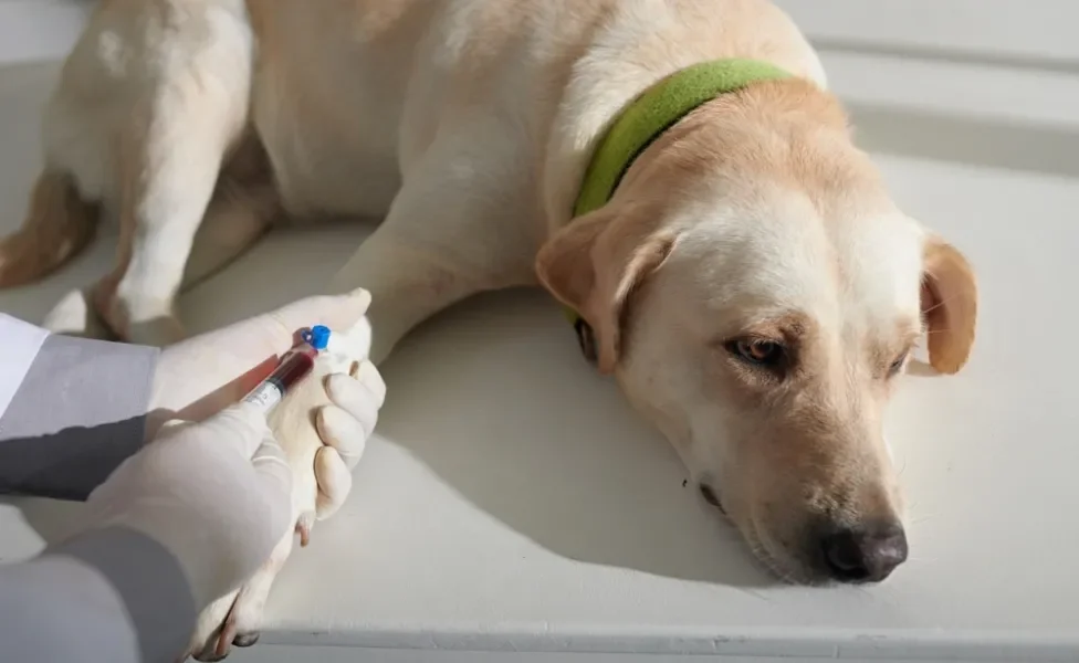 cachorro fazendo exame de sangue