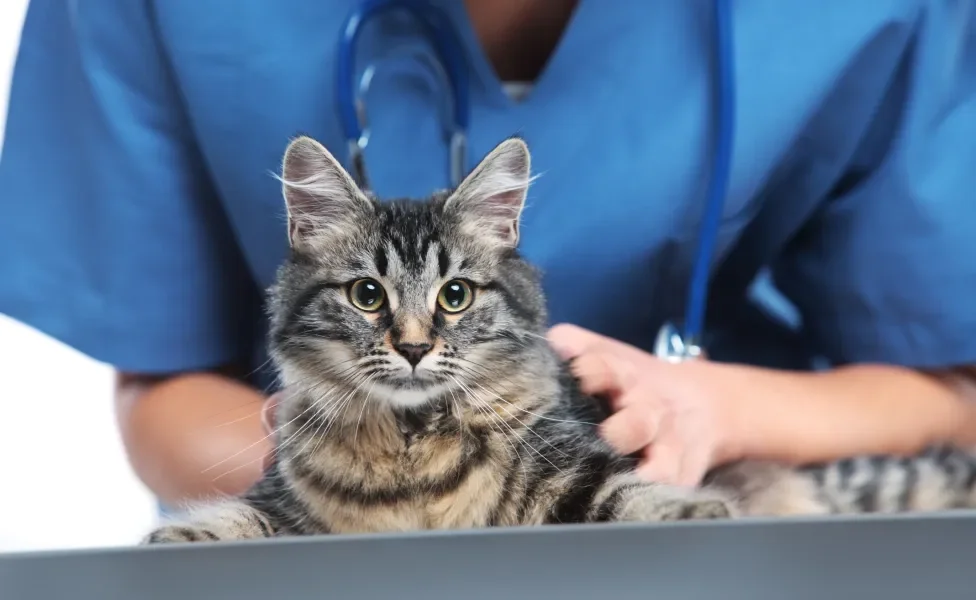 Gato sendo acariciado por veterinário ao fundo