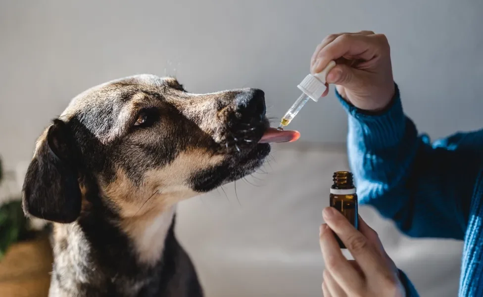 Pessoa dando remédio em conta-gotas direto na língua de cachorro