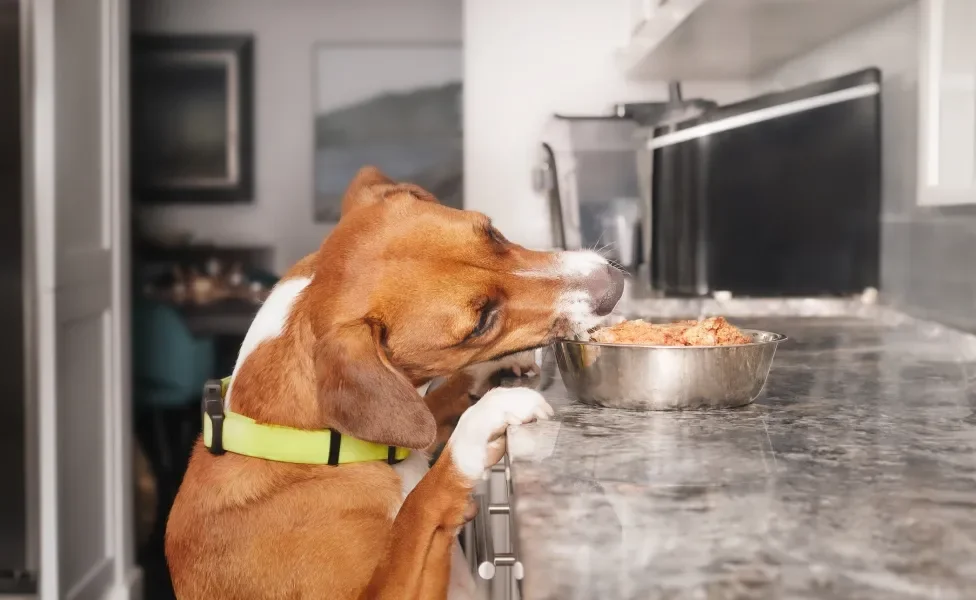 cachorro tentando pegar comida em cima de bancada