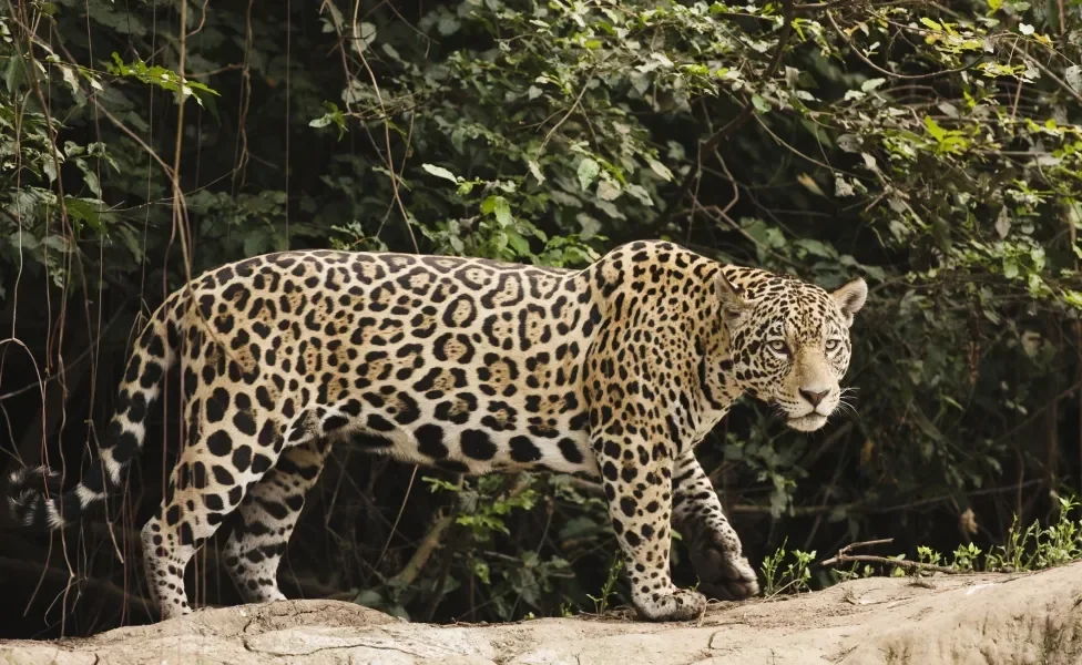 onça-pintada em pé na natureza