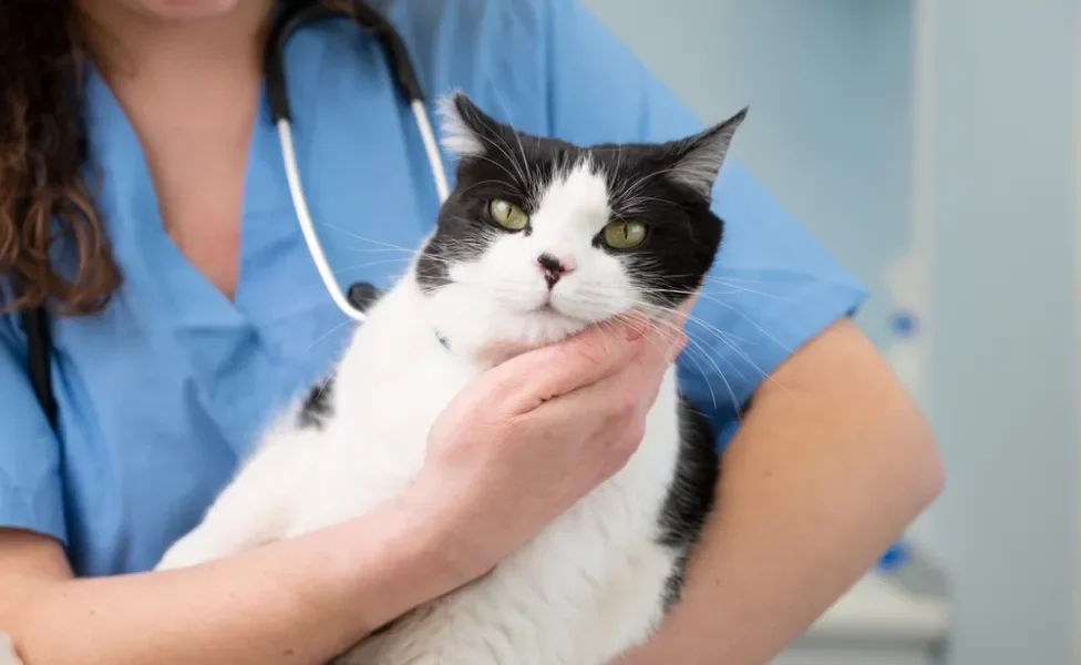 gato frajola sendo segurado por veterinária