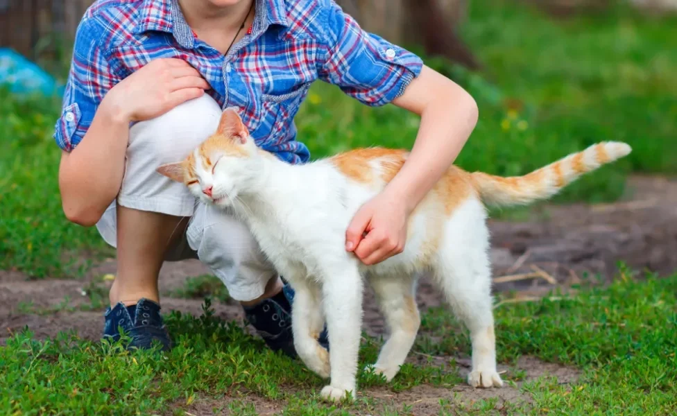 feromônio: gato se esfregando e abraçando menino