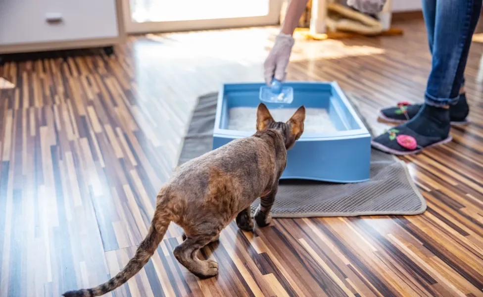 tutor limpando caixa de areia para gatos enquanto gato observa