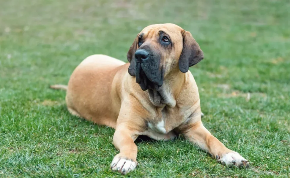 Fila Brasileiro deitado na grama