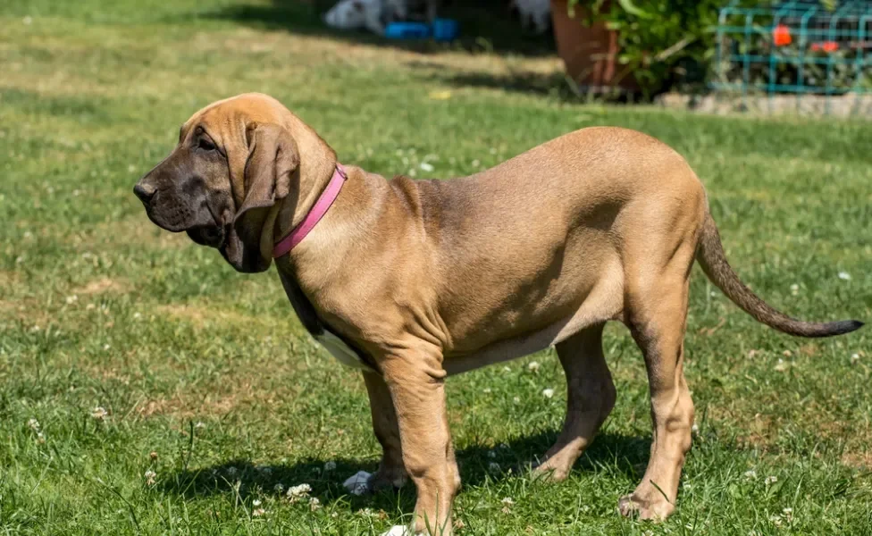 cachorro fila brasileiro andando na grama