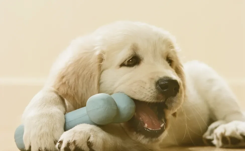 Cão filhote mordendo osso de brinquedo azul deitado no chão