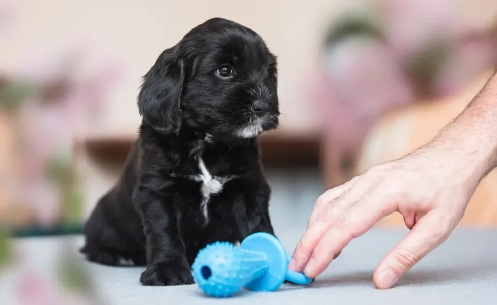 filhote de cachorro com tutor dando um mordedor