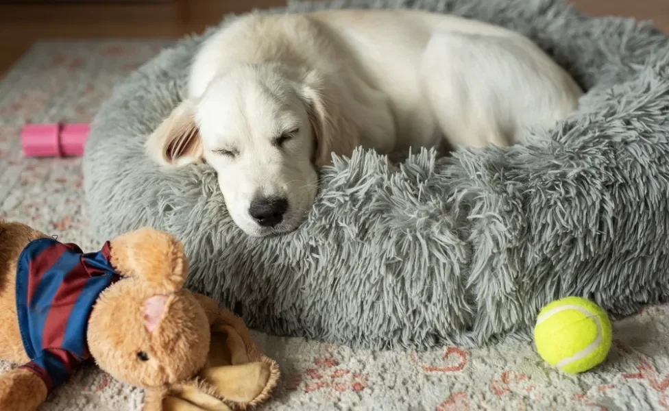 filhote de cachorro dormindo