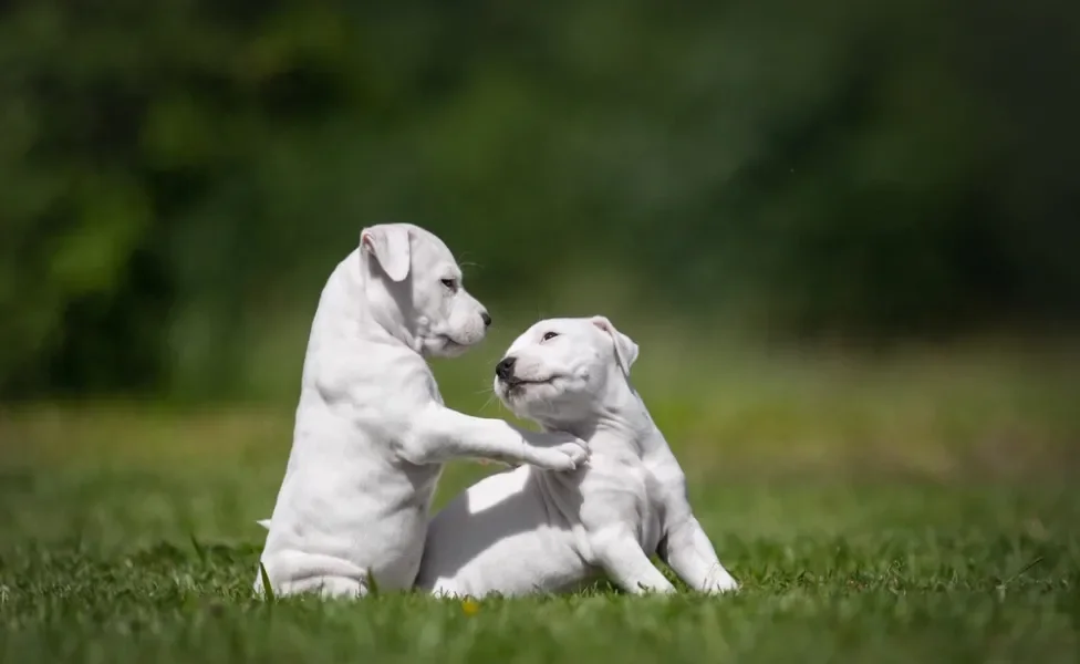 dois filhotes de pitbull brancos brincando ao ar livre