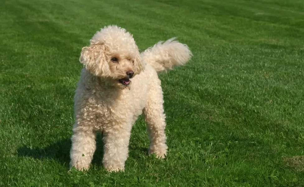 Cãozinho Poodle em pé em gramado ensolarado