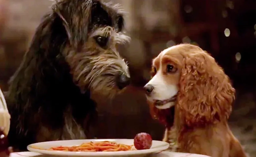 cachorros dividindo prato de macarrão