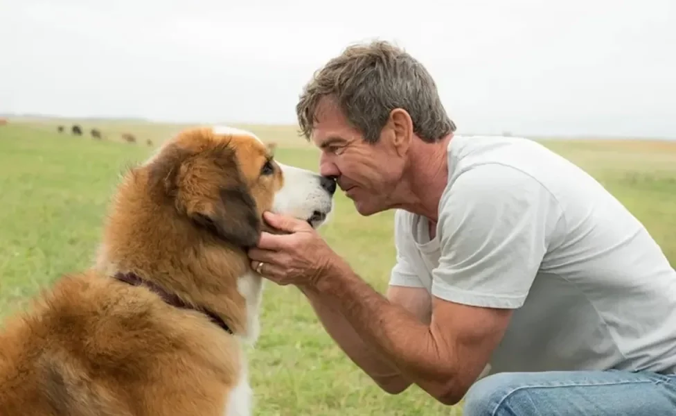 Cachorro e tutor ao ar livre