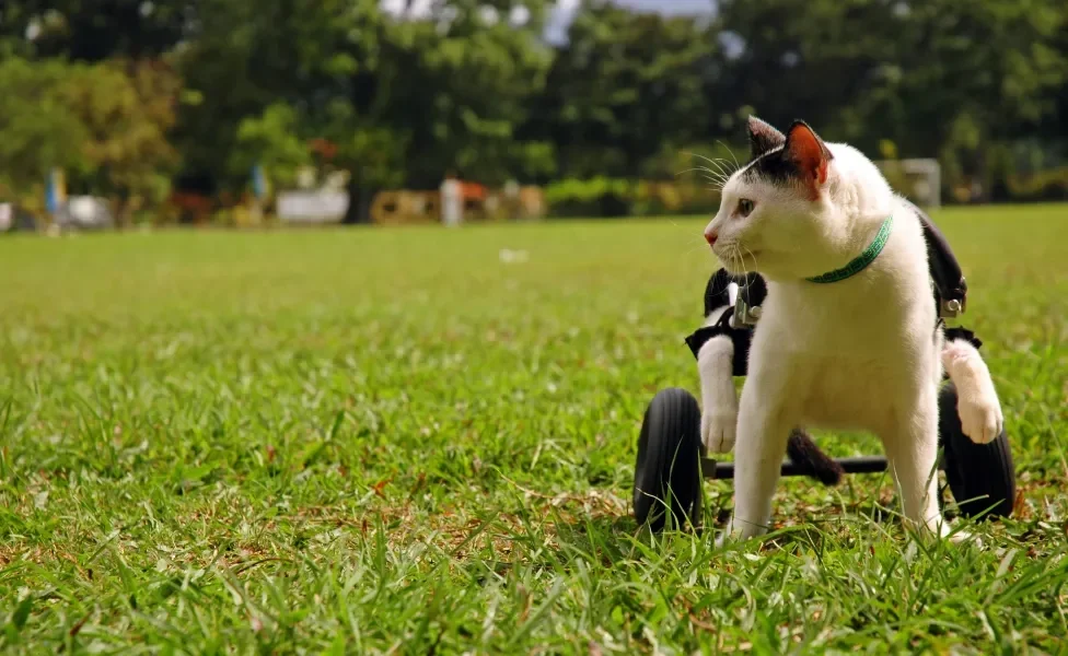 Gato branco usando suporte de rodas em campo aberto