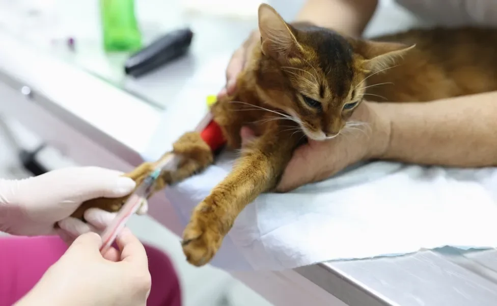 fiv e felv felina: gato fazendo exame de sangue