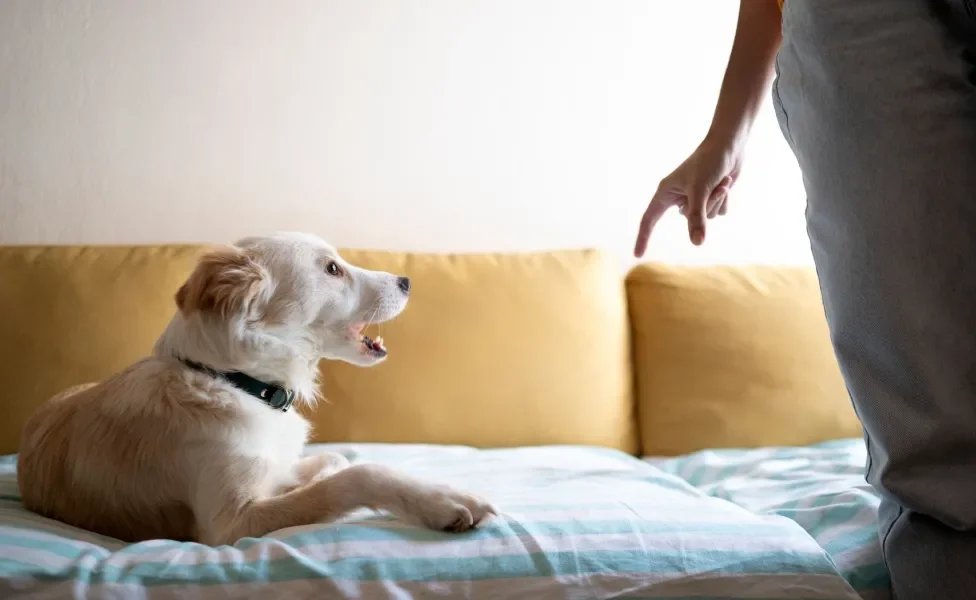 Cachorro sentado no sofá enquanto recebe bronca de tutor