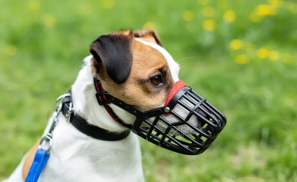 Cachorro usando focinheira