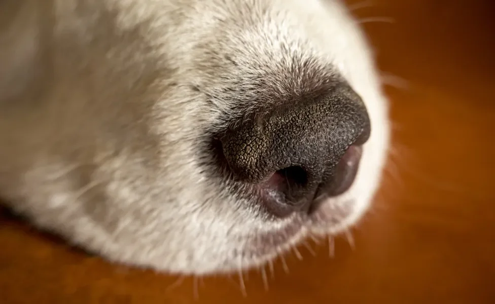 Focinho de cachorro em destaque