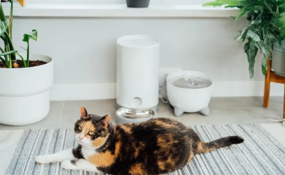 Gato deitado em tapete perto de fonte de comida e água