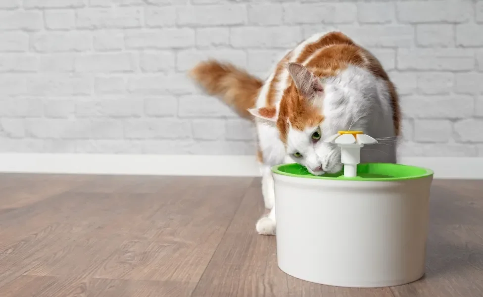 Gato bebendo água em fonte automática