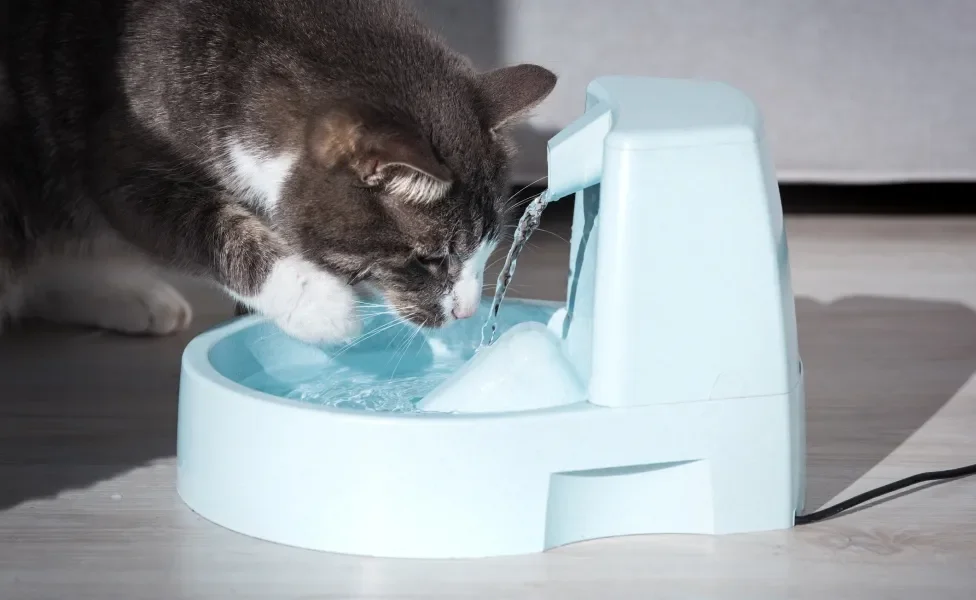 Gato cinza escuro e branco bebendo água em fonte/bebedouro azul claro