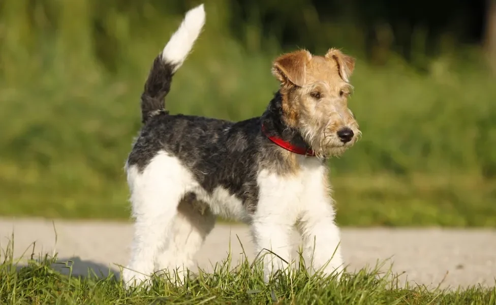 Fox Terrier ao ar livre