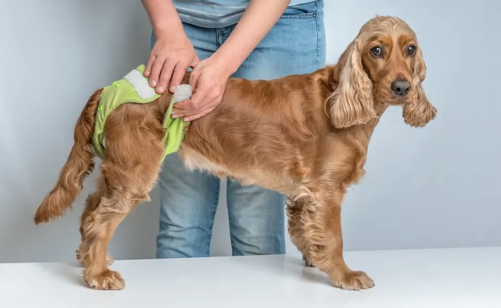 Tutor colocando fralda em cachorro