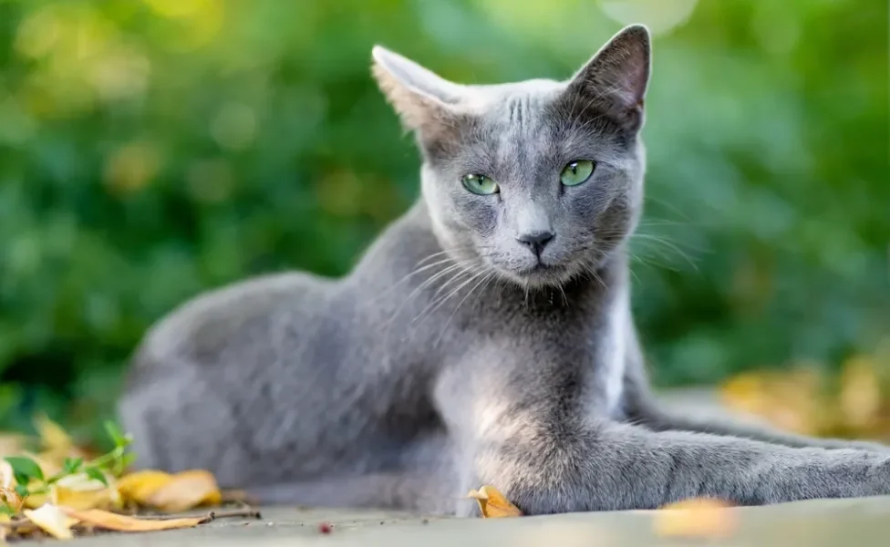 gato cinza de olhos verdes sentado ao ar livre