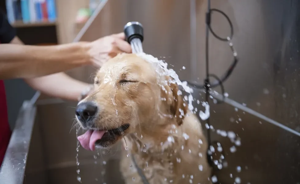 Cachorro amarelo recebendo ducha de água de humano de olhos fechados e língua para fora