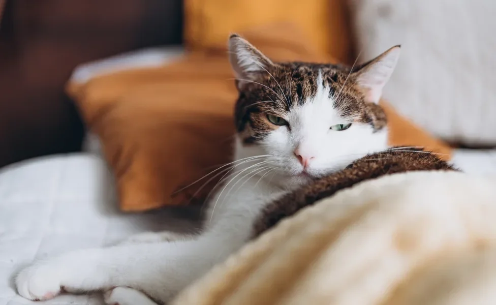 Gato deitado e coberto com colcha