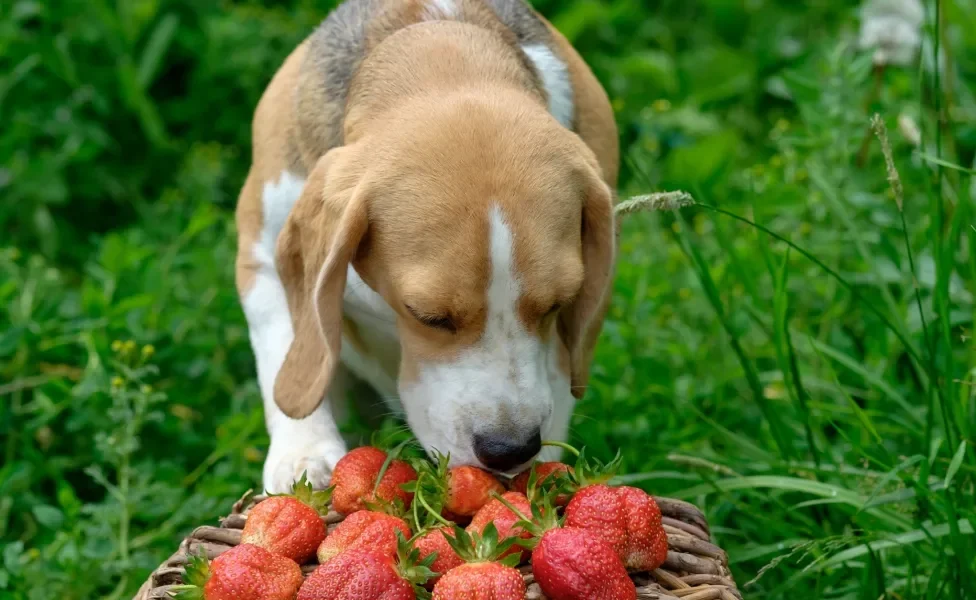 Beagle ao ar livre olhando frutas para cachorro em cima de uma cesta