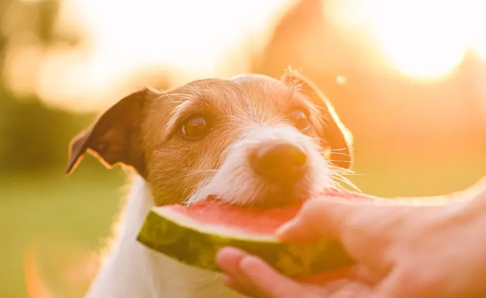 Cachorro comendo melancia da mão de humano