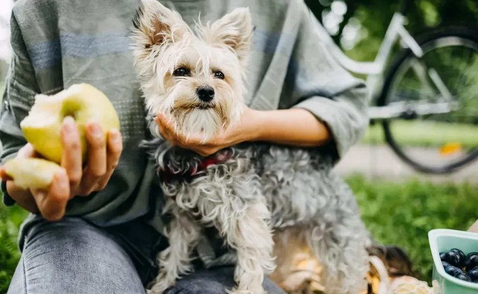 Tutora tentando fazer cachorrinho comer maçã verde