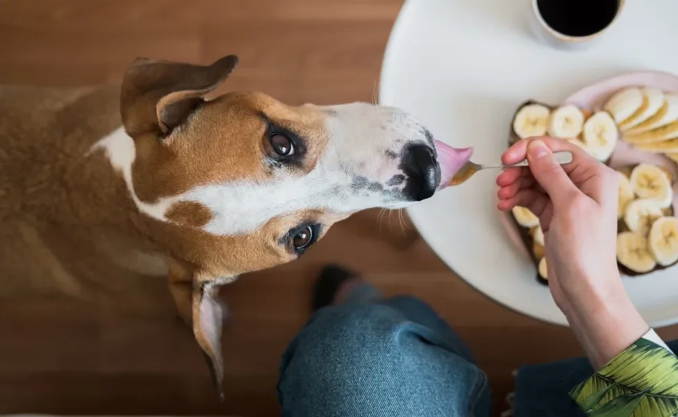 Cachorro recebendo banana na colher das mãos de humano