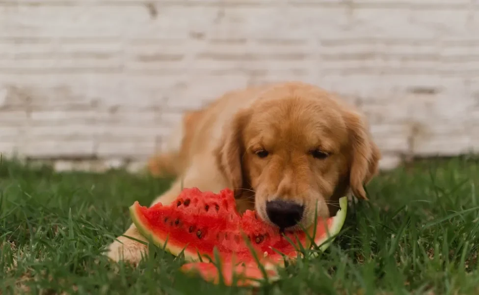 cachorro comendo melancia