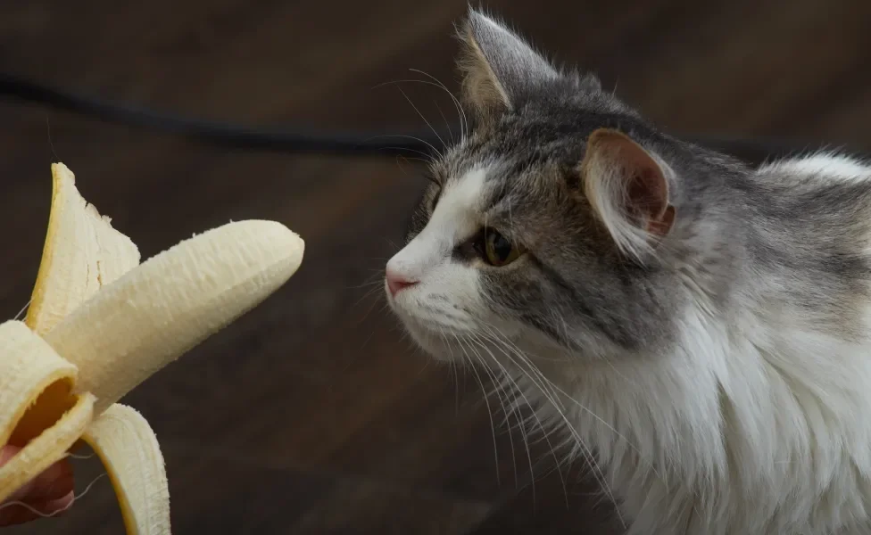 gato olhando para banana descascada