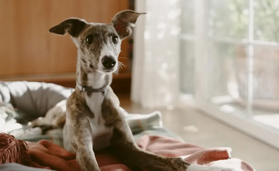 Galgo Inglês deitado em caminha