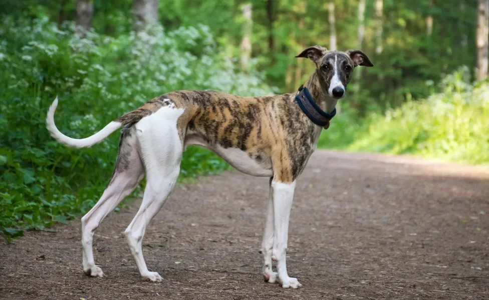 galgo inglês ao ar livre