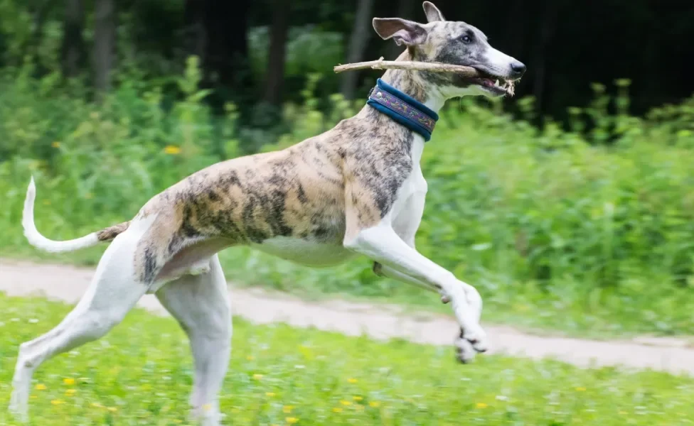 Galgo Inglês correndo ao ar livre