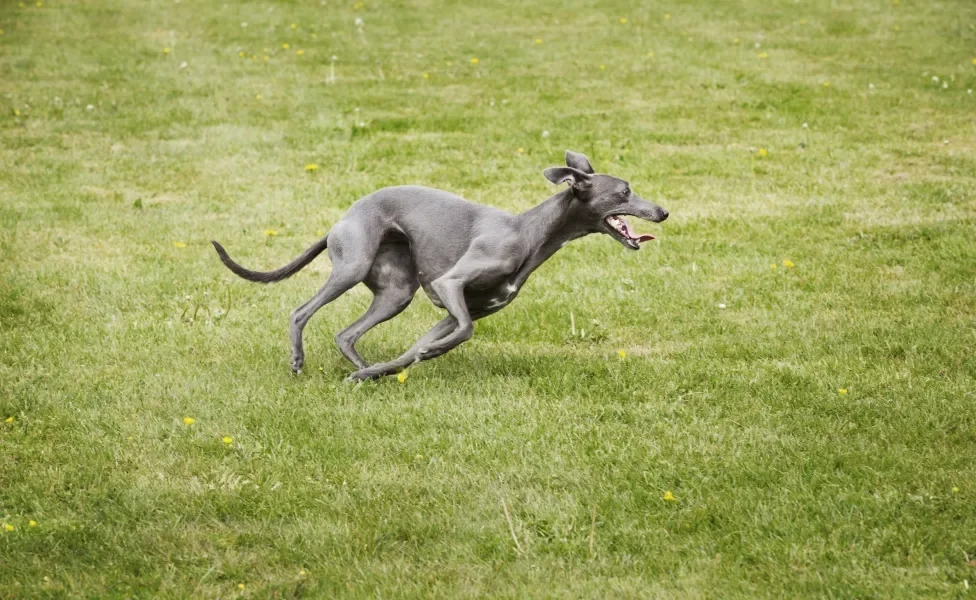 Cão Galgo Inglês correndo em gramado ensolarado