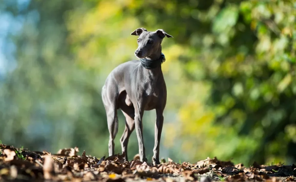 O Galguinho Italiano em pé ao ar livre