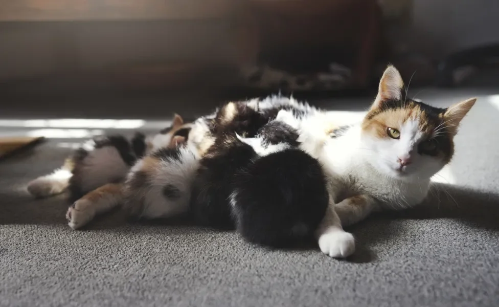 Gata colorida amamentando seus gatinhos filhotes