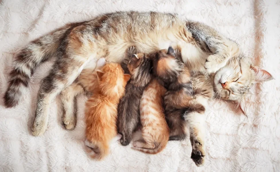 Gata deitada amamentando filhotes enquanto dorme