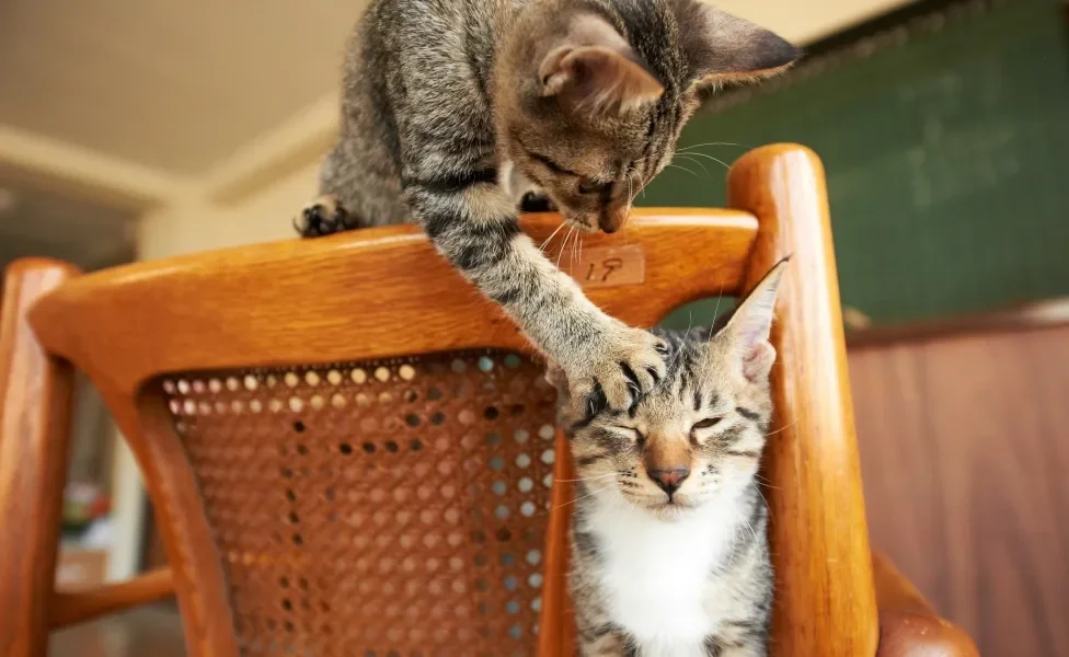 gato encostando na cabeça de outro 