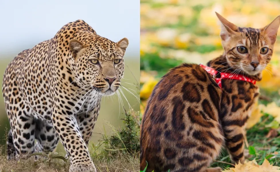 montagem comparando um gato Bengal e um leopardo