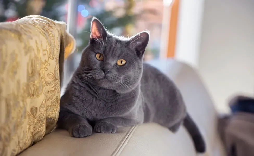 gato Chartreux deitado no sofá