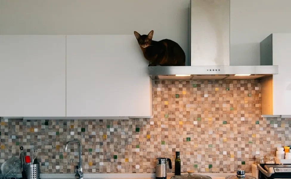 Gato Abssínio em cima de coifa na cozinha